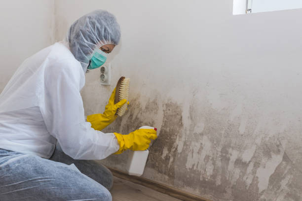 Seat Pleasant, MD Mold Inspection, Removal & Remediation Company