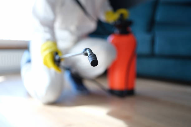 Mold Odor Removal Services in Seat Pleasant, MD