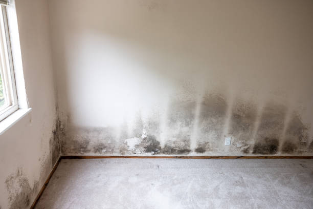 Mold Remediation for Rental Properties in Seat Pleasant, MD