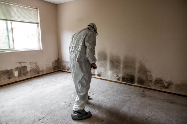 Biohazard Mold Removal in Seat Pleasant, MD